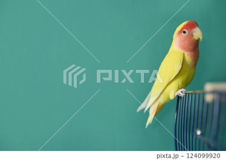 Yellow Lovebird Resting on Cage Against Green Background 124099920