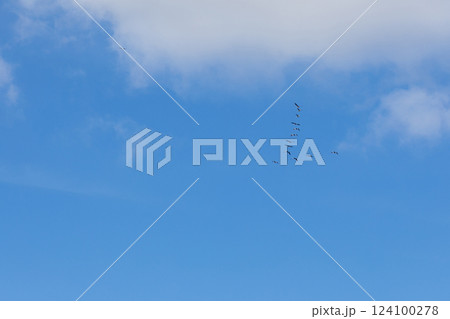 Spring wedge of cranes over Ukraine. 124100278