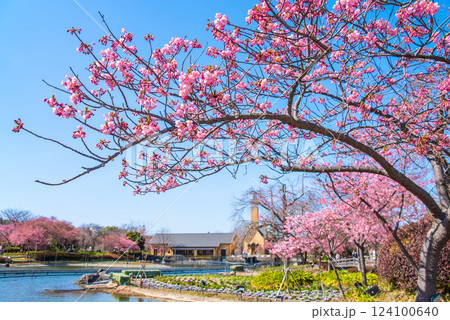 【なばなの里・桜まつり】河津桜とチャペル 124100640