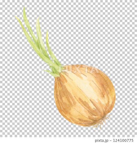 A single golden-brown onion with green sprouting leaves, painted in watercolor. This hand drawn vegetable illustration suits kitchen-themed textiles, product labels, and rustic recipe book designs A single golden-brown onion with green sprouting leaves, painted in watercolor. This hand drawn vegetable illustration suits kitchen-themed textiles, product labels, and rustic recipe book designs 124100775