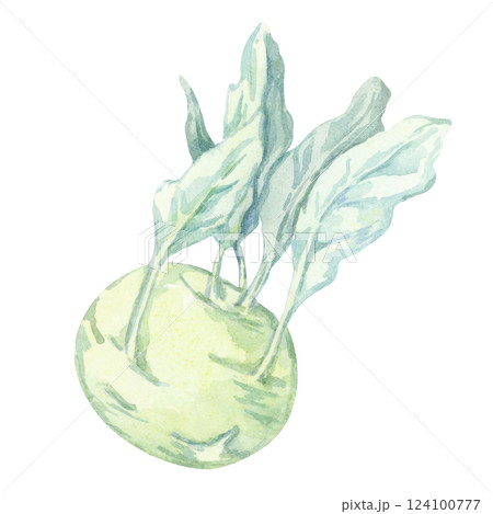 A watercolor kohlrabi with a pale green bulb and leafy blue-green stems. This hand painted vegetable clipart is perfect for farm branding, labels, educational charts, and fresh market signage A watercolor kohlrabi with a pale green bulb and leafy blue-green stems. This hand painted vegetable clipart is perfect for farm branding, labels, educational charts, and fresh market signage 124100777