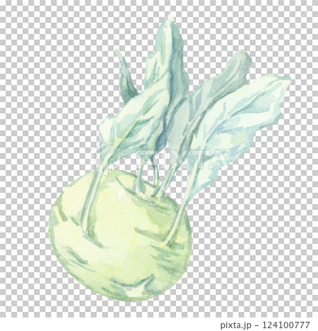 A watercolor kohlrabi with a pale green bulb and leafy blue-green stems. This hand painted vegetable clipart is perfect for farm branding, labels, educational charts, and fresh market signage 124100777