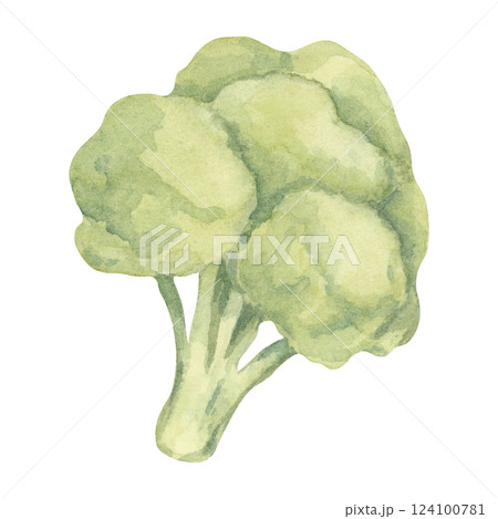 A single broccoli head painted in shades of green with a textured watercolor technique. This vegetable illustration is perfect for health-themed infographics, diet plans, and fresh produce packaging 124100781