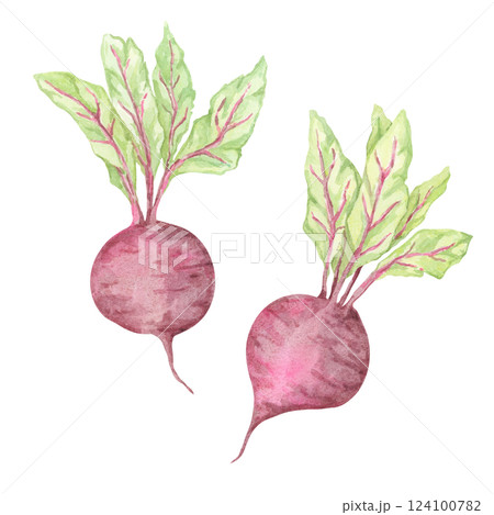 A pair of small watercolor beets with distinct magenta bulbs and green foliage. Beetroot vegetable clipart for food blog graphics, eco-friendly product labels, and garden-inspired invitation designs 124100782
