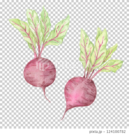 A pair of small watercolor beets with distinct magenta bulbs and green foliage. Beetroot vegetable clipart for food blog graphics, eco-friendly product labels, and garden-inspired invitation designs 124100782