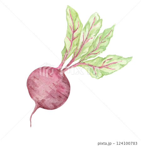A single beetroot with a round, deep magenta bulb and vibrant green leaves, painted in watercolor. This vegetable clipart is perfect for recipe books, kitchen-themed prints, organic product packaging 124100783