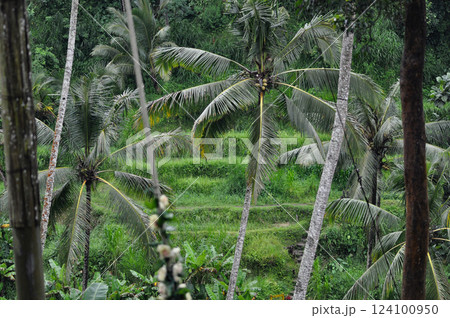 Green Rice Terrace or Tegalalang Rice Terrace, Ubud, Bali at Indonesia 124100950