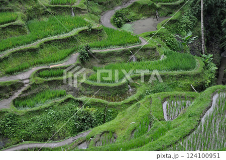 Green Rice Terrace or Tegalalang Rice Terrace, Ubud, Bali at Indonesia Green Rice Terrace or Tegalalang Rice Terrace, Ubud, Bali at Indonesia 124100951