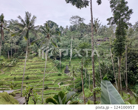 Green Rice Terrace or Tegalalang Rice Terrace, Ubud, Bali at Indonesia 124100957