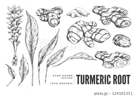 Turmeric plant flower and root, powder engraved sketch vector set, hand drawn organic Curcuma spice, ginger condiment 124101351