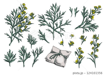 Wormwood plant sketch vector set, hand drawn sagebrush branch, flowers and leaves, aroma sachet Artemisia essential herb 124101356