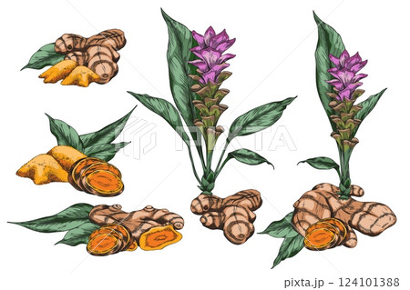 Turmeric plant flower and root, powder heap sketch vector set, hand drawn organic Curcuma spicy spice, ginger condiment 124101388