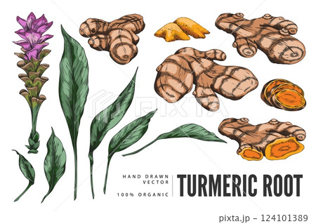 Vector watercolor poster with set of turmeric flowers, leaves, tubers and spices. 124101389