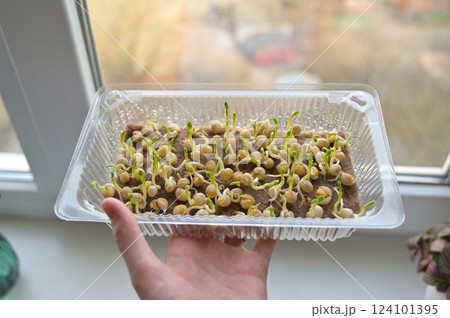 Woman's hand holding tray with fresh pea sprouts, growing microgreens on linen rug at home on a windowsill 124101395