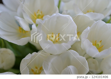 Close up bouquet of white tulips buds flowers. Flower arrangement. Wallpaper, backdrop, cover, greeting card, for design 124101406