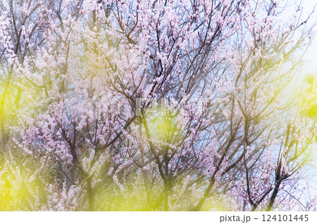 桜と菜の花の間から見える景色 124101445