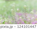 野原に咲くナズナ 124101447