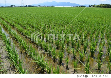 田植え3週間後の水田 124101448