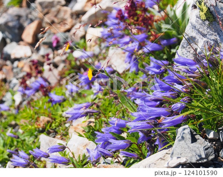 白馬岳のチシマギキョウ 白馬岳のチシマギキョウ 124101590