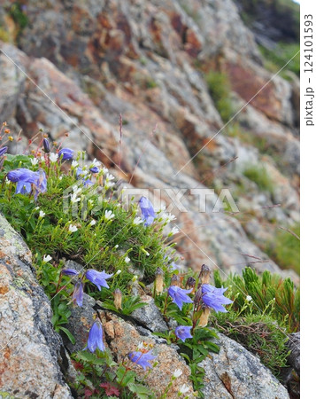 八方尾根のチシマギキョウとタカネツメクサ 八方尾根のチシマギキョウとタカネツメクサ 124101593