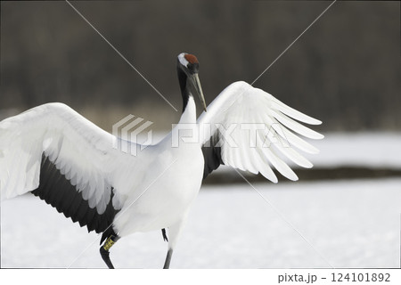 タンチョウの着地 タンチョウの着地 124101892