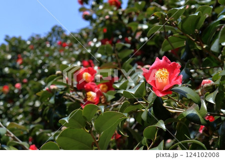 足摺岬にツバキの花が咲く　（高知県　土佐清水市） 124102008