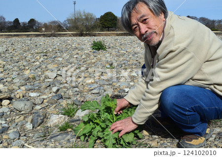 河原でからし菜の新芽を摘むおじさん 河原でからし菜の新芽を摘むおじさん 124102010
