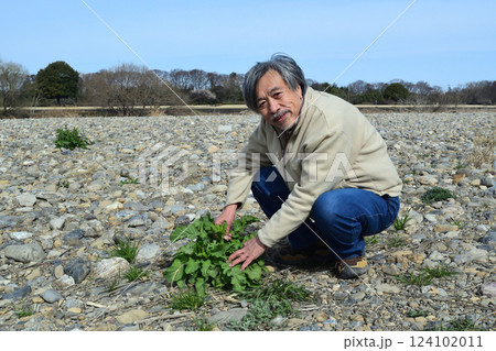 河原でからし菜の新芽を摘むおじさん 124102011