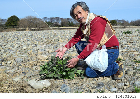河原でからし菜の新芽を摘むおじさん 河原でからし菜の新芽を摘むおじさん 124102015