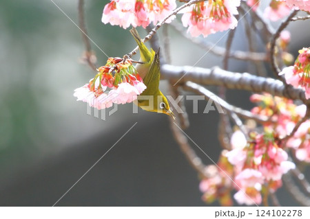 満開の大寒桜（オオカンザクラ）と蜜を吸うメジロ 124102278