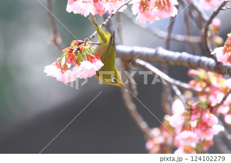 満開の大寒桜（オオカンザクラ）と蜜を吸うメジロ 124102279