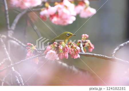 満開の大寒桜（オオカンザクラ）と蜜を吸うメジロ 124102281