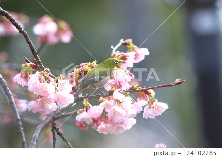 満開の大寒桜（オオカンザクラ）と蜜を吸うメジロ 124102285