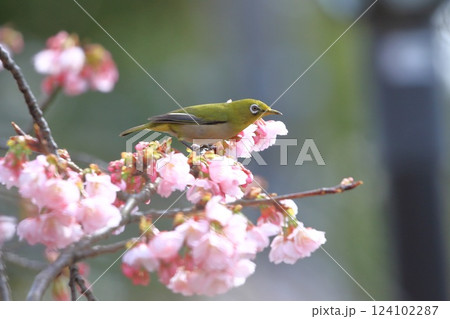 満開の大寒桜（オオカンザクラ）と蜜を吸うメジロ 124102287