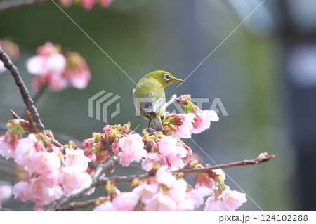 満開の大寒桜（オオカンザクラ）と蜜を吸うメジロ 124102288