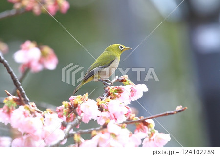 満開の大寒桜(オオカンザクラ)と蜜を吸うメジロ 満開の大寒桜(オオカンザクラ)と蜜を吸うメジロ 124102289