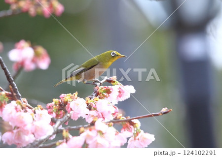 満開の大寒桜(オオカンザクラ)と蜜を吸うメジロ 満開の大寒桜(オオカンザクラ)と蜜を吸うメジロ 124102291