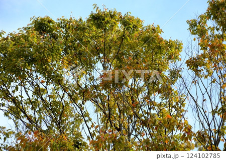 秋の公園　色づく雑木 124102785