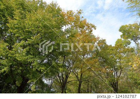 秋の公園 色づく雑木 秋の公園 色づく雑木 124102787