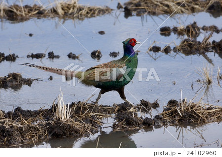 キジ pheasant / Japan キジ pheasant / Japan 124102960