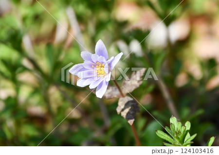 ユキワリイチゲ ユキワリイチゲ 124103416