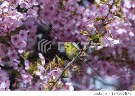 河津桜にメジロ 124103676