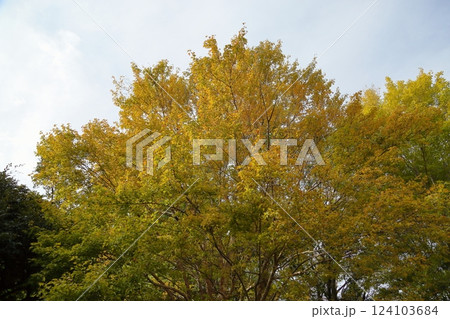 秋の公園　黄葉　トウカエデの葉 124103684