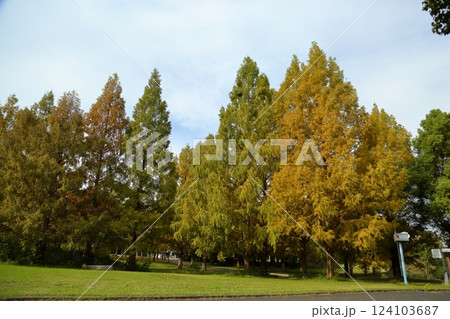 秋の公園　色づく　メタセコイアの木 124103687