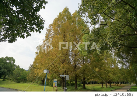 秋の公園　色づく　メタセコイアの木 124103688
