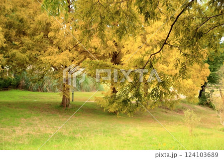 秋の公園 色づく メタセコイアの枝葉 秋の公園 色づく メタセコイアの枝葉 124103689