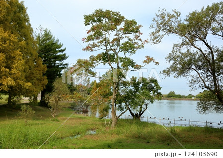 秋の公園 色づく ナンキンハゼの枝葉 秋の公園 色づく ナンキンハゼの枝葉 124103690