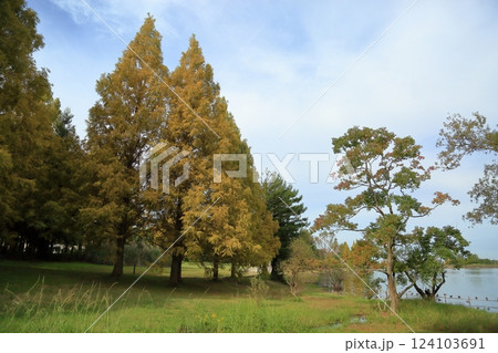 秋の公園　色づく　メタセコイアの木 124103691