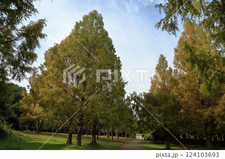 秋の公園 色づく メタセコイアの木 秋の公園 色づく メタセコイアの木 124103693