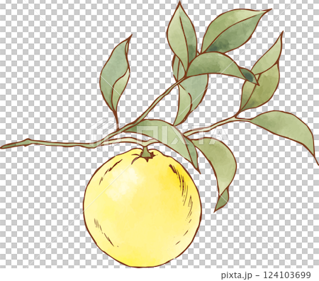 枝に実る柑橘のイラスト 124103699